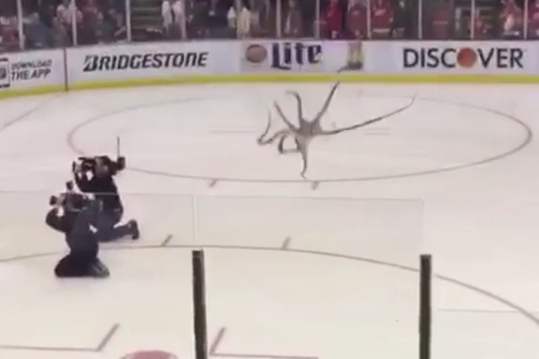 Red Wings fan throws dead octopus on the Bruins' ice while their team is  losing 