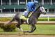 Is Frosted the horse who could derail the Triple Crown?