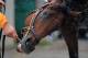 Kentucky Derby and Preakness Stakes winner American Pharoah reacts during his morning bath outside Barn 33 at Churchill Downs in Louisville, Ky., Monday, May 25, 2015. American Pharoah will race in the Belmont Stakes on June 6 in Elmont, N.Y. (AP Photo/Garry Jones)