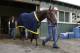 Hot walker Juan Ramirez leads Kentucky Derby and Preakness Stakes winner American Pharoah out for a bath after a workout at Belmont Park, Thursday, June 4, 2015, in Elmont, N.Y. American Pharoah will try for a Triple Crown when he runs in Saturday's 147th running of the Belmont Stakes horse race. (AP Photo/Julie Jacobson)