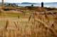 UNIVERSITY PLACE, WA - JUNE 20: Jordan Spieth of the United States putts on the 11th green during the third round of the 115th U.S. Open Championship at Chambers Bay on June 20, 2015 in University Place, Washington. (Photo by Ezra Shaw/Getty Images)