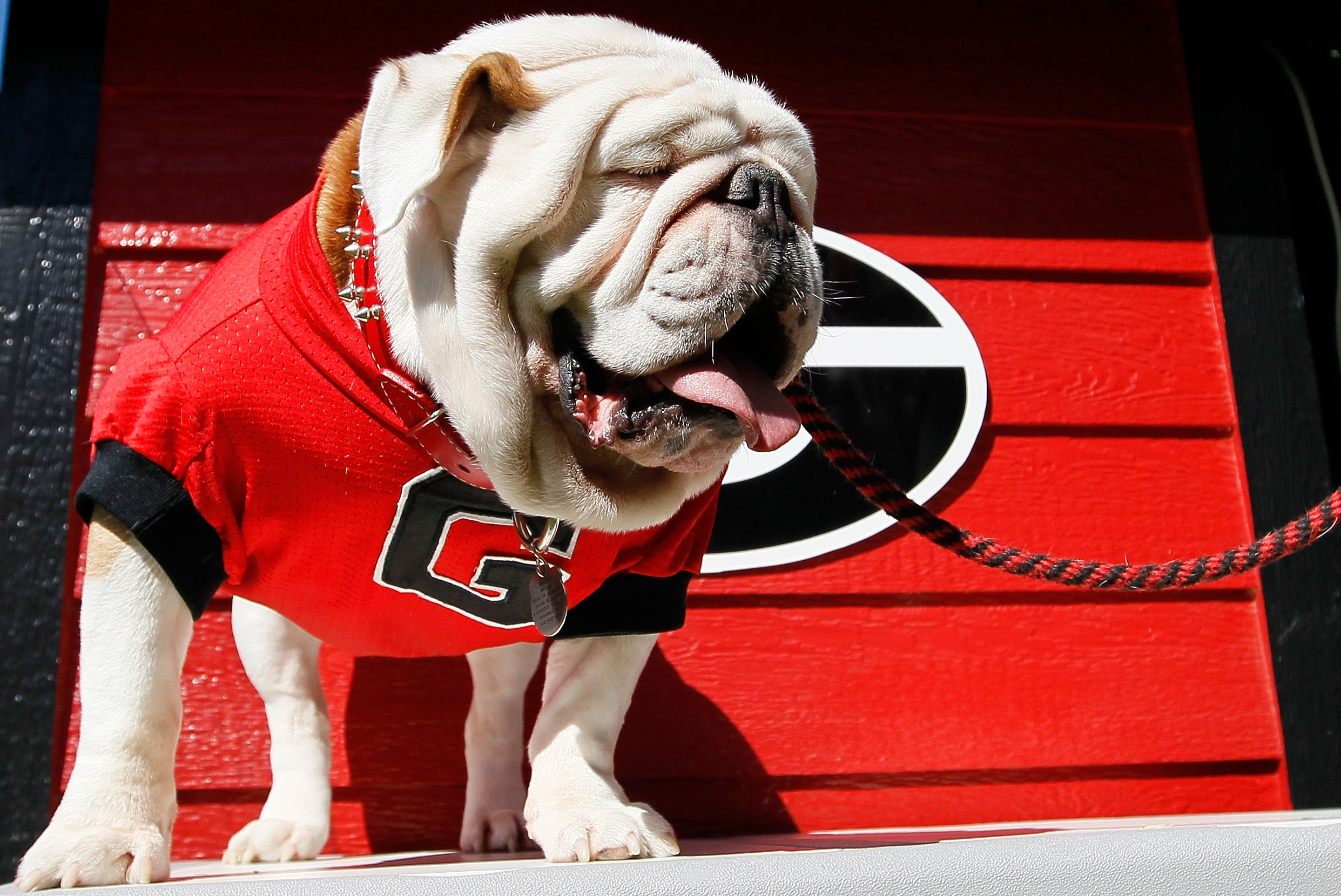 Dawg day: Georgia welcomes Uga XI, latest in line of mascots