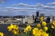 Daffodils grow on Mount Washington overlooking the skyline of downtown Pittsburgh, at the confluence of the Monongahela River, right, Allegheny River, left, to form the Ohio River, Sunday, April 26, 2015. (AP Photo/Gene J. Puskar)