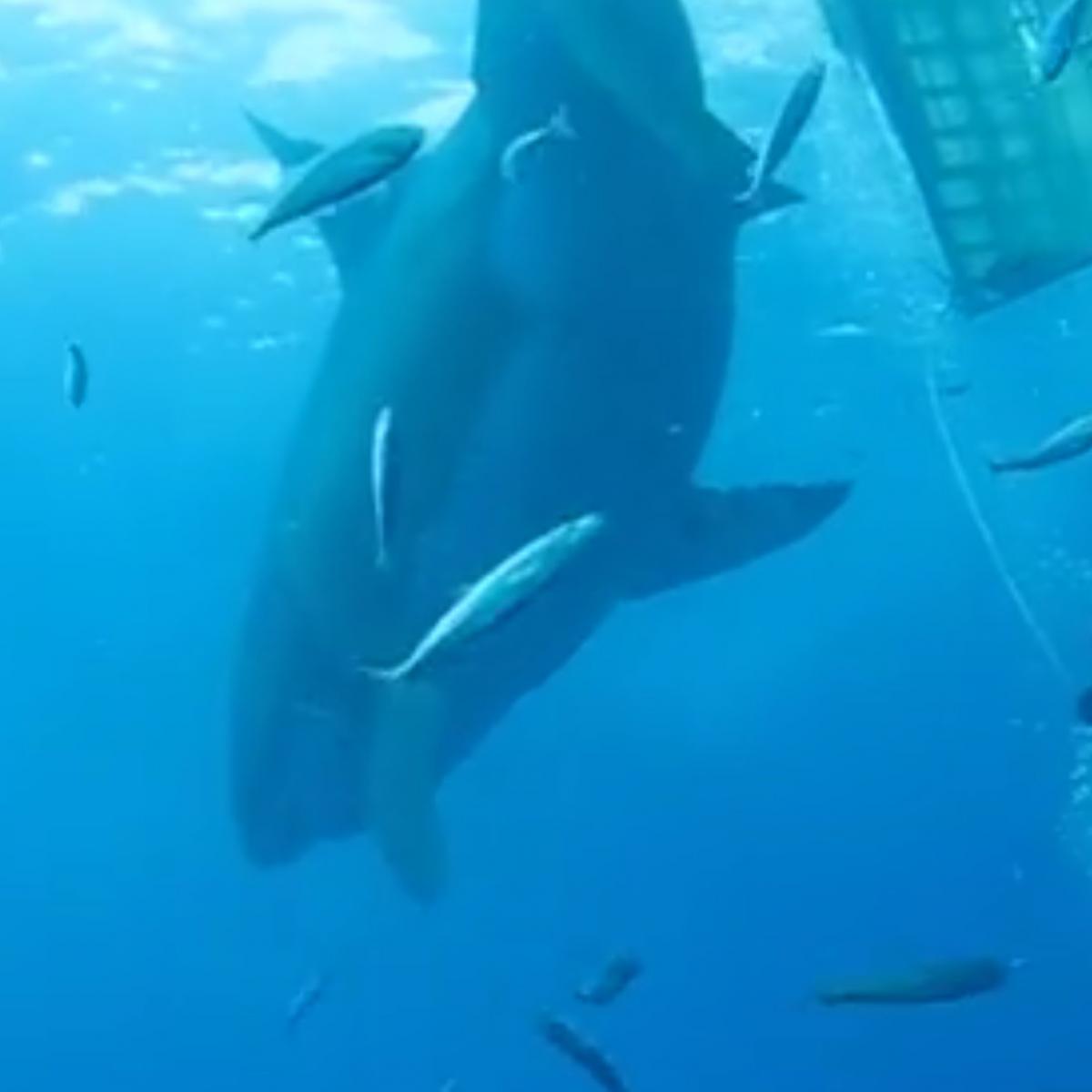 Divers Encounter One of the Biggest Great White Sharks Ever Caught on