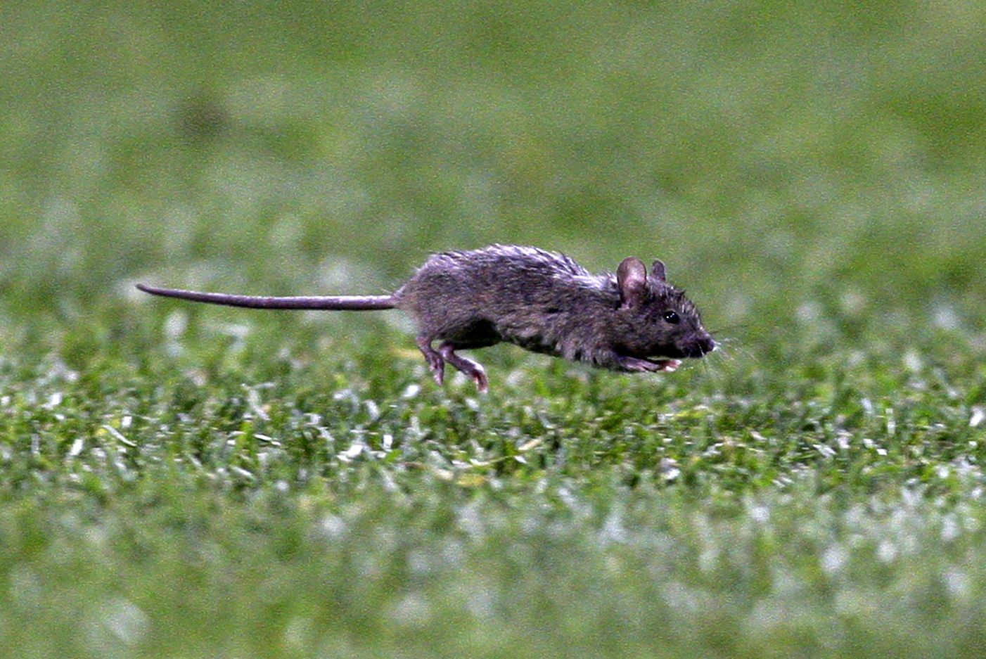 Manchester United Under Fire over Old Trafford Rodent Issue | News, Scores,  Highlights, Stats, and Rumors | Bleacher Report