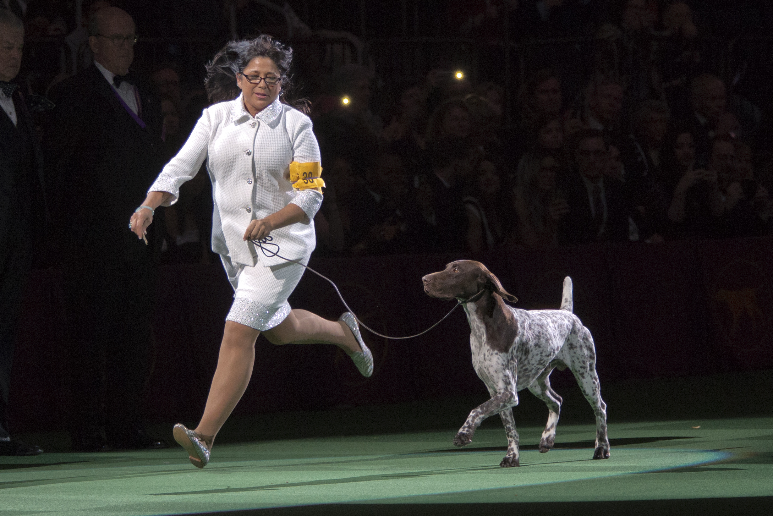 who won best in show at westminster dog show