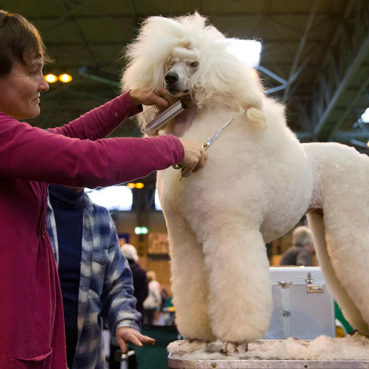 Crufts Dog Show Results 2016: Thursday Winners, Updated Schedule and TV Info ...1200 x 1200