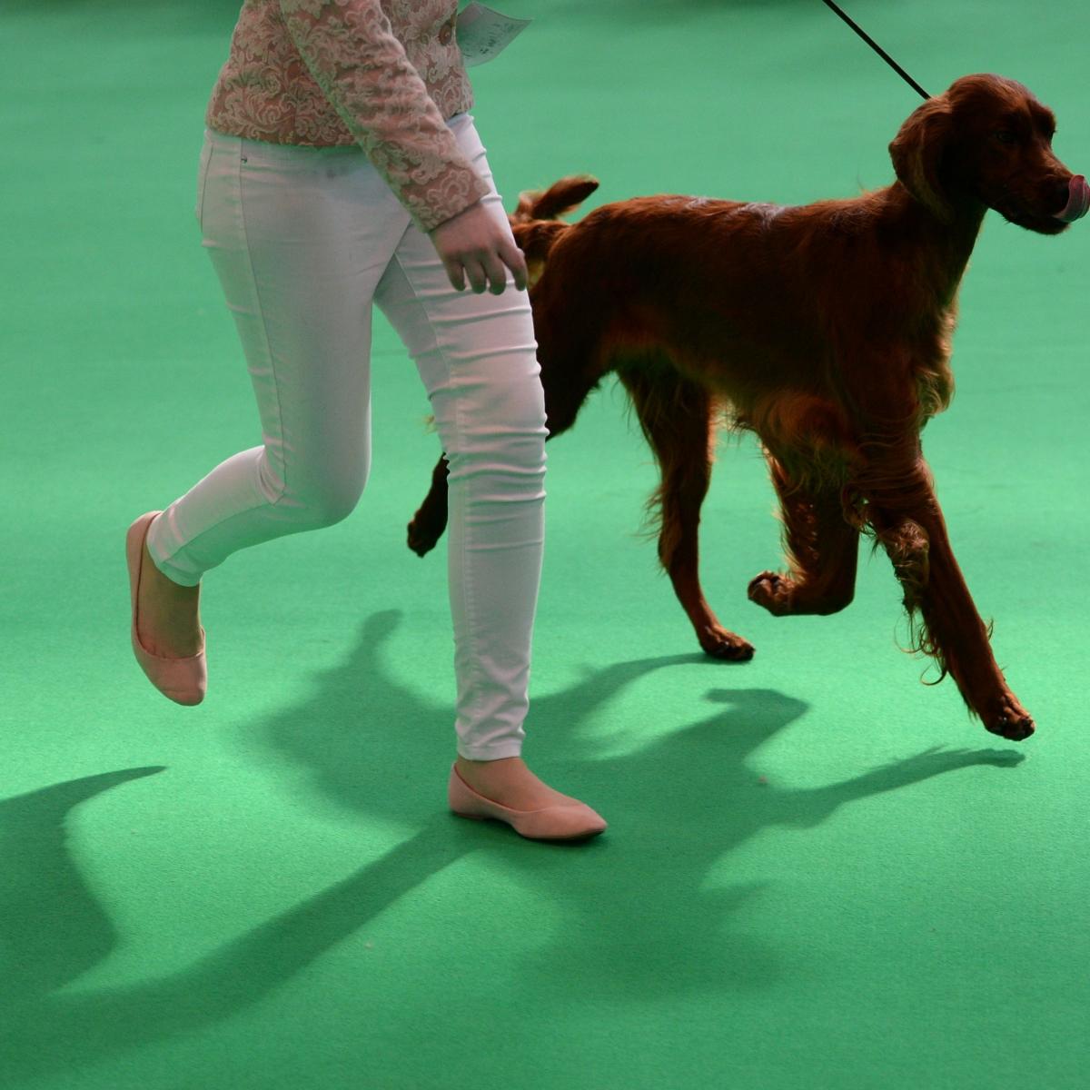 Crufts Dog Show Results 2016: Friday Winners, Updated Schedule and TV Info | Bleacher ...1200 x 1200