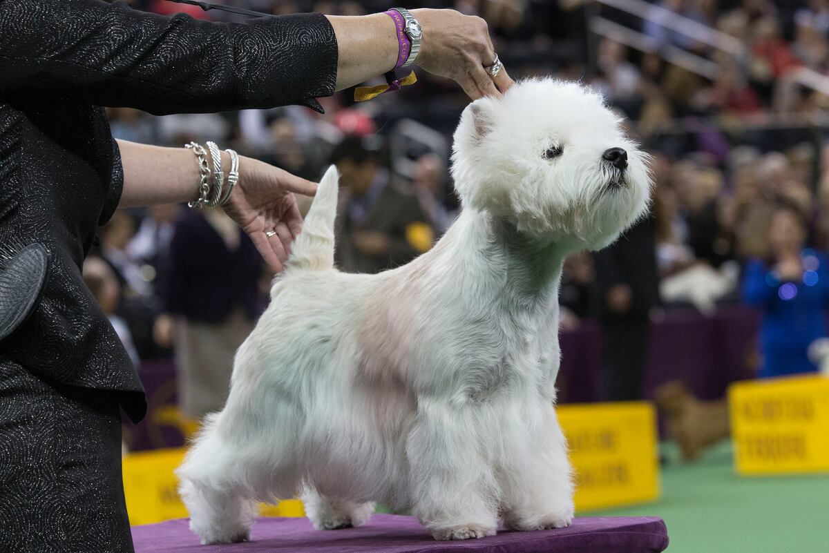 Crufts Dog Show Results 2016 Sunday Winners, Photos and Highlights