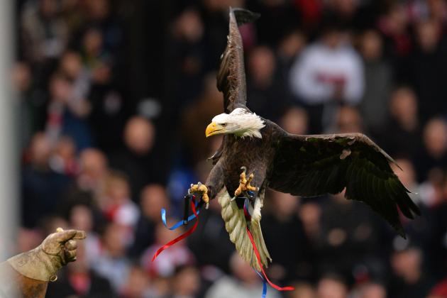 Kayla, an American Bald Eagle and the mascot of Crystal Palace, is seen ahead of the English Premier League football match between Crystal Palace and Southampton at Selhurst Park in south London on December 12, 2015. AFP PHOTO / GLYN KIRK

RESTRICTED TO EDITORIAL USE. No use with unauthorized audio, video, data, fixture lists, club/league logos or 'live' services. Online in-match use limited to 75 images, no video emulation. No use in betting, games or single club/league/player publications. / AFP / GLYN KIRK        (Photo credit should read GLYN KIRK/AFP/Getty Images)