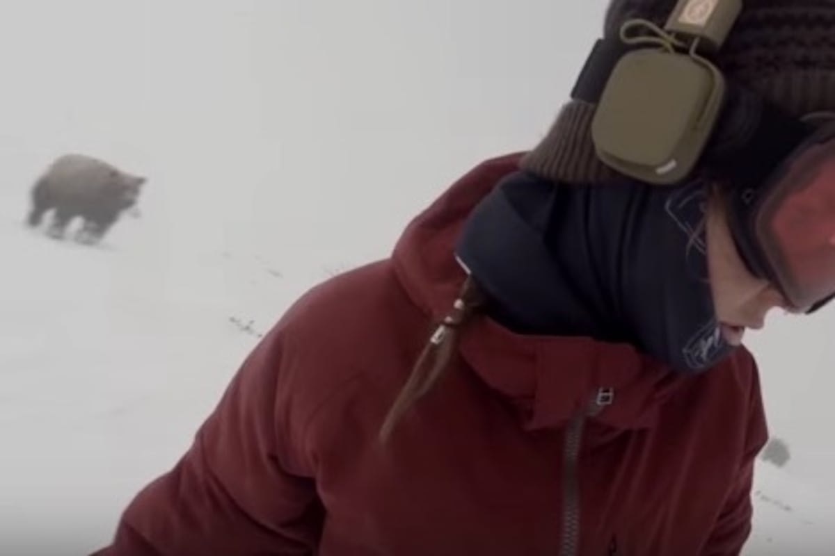 The Snowboarder Girl Chased by Bear Viral Video: What Really Happened at Hakuba 47