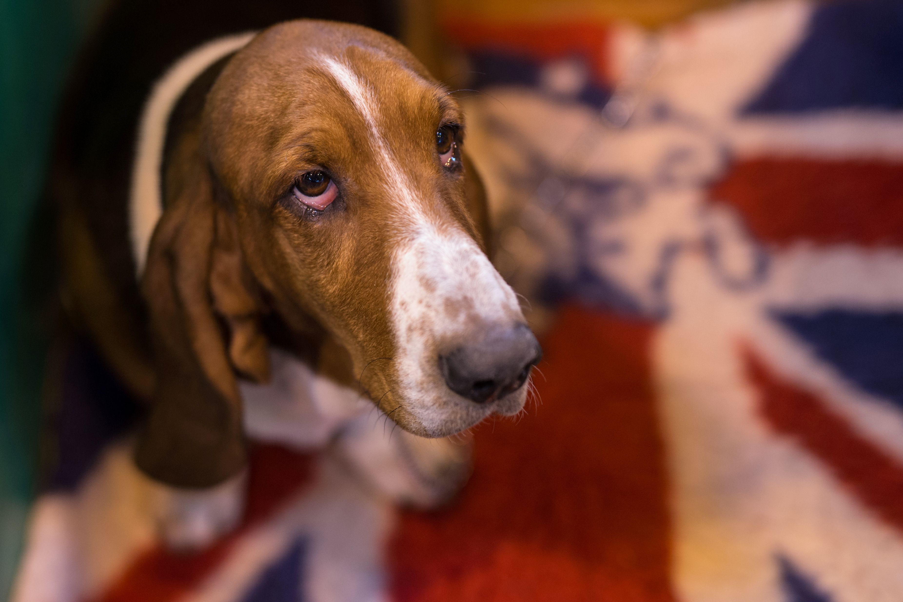 basset hound crufts
