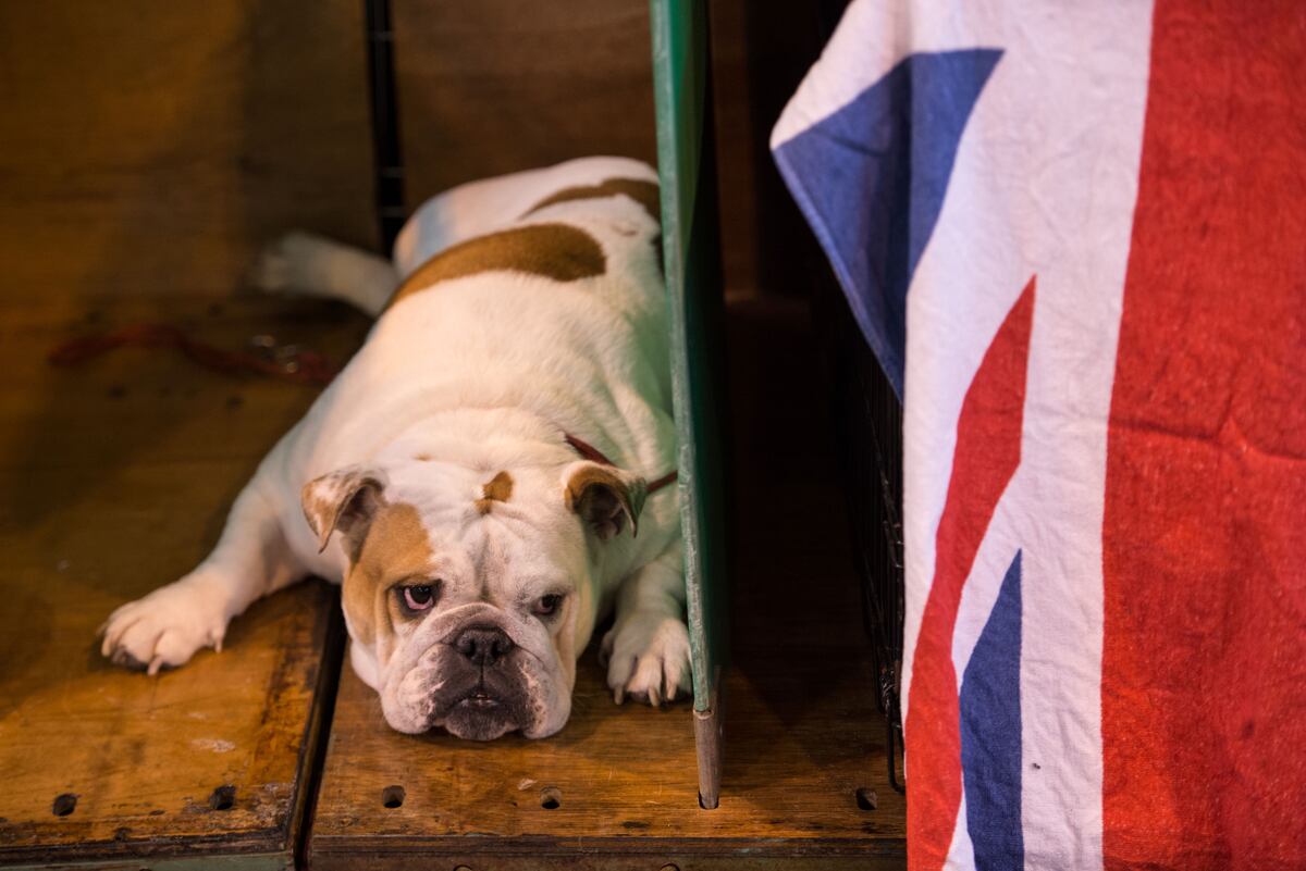 Crufts Dog Show Results 2017: Friday Winners, Updated Schedule and TV