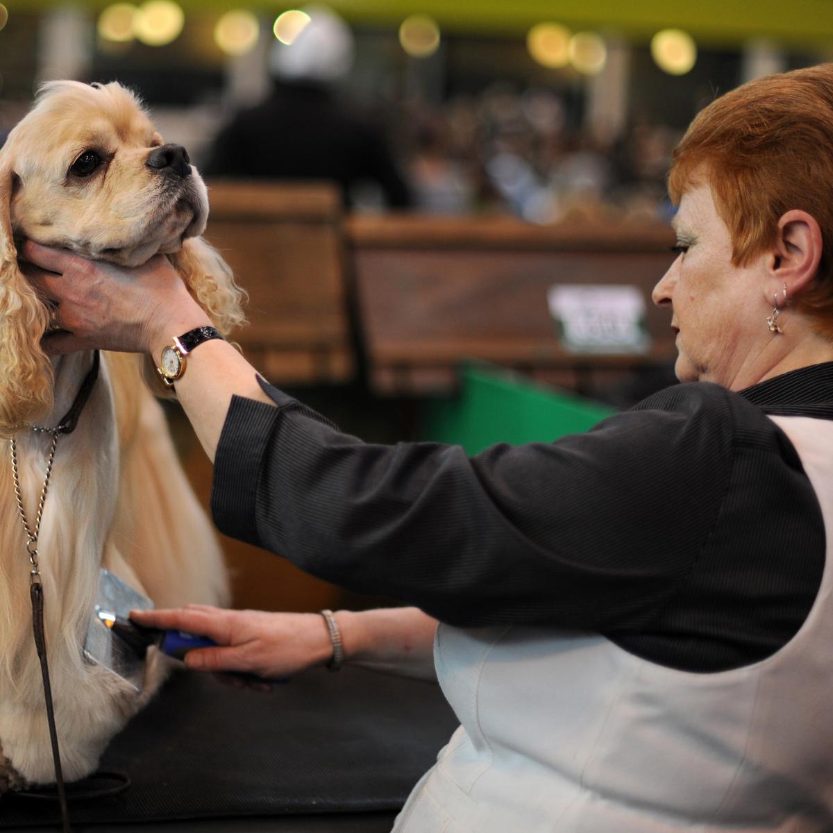 Crufts Dog Show Results 2017: Saturday Winners, Updated Schedule and TV