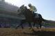 CORRECTS JOCKEY'S LAST NAME TO LEPAROUX, INSTEAD OF VELASQUEZ - Classic Empire, with jockey Julien Leparoux, wins the Breeders' Cup Juvenile horse race at Santa Anita, Saturday, Nov. 5, 2016, in Arcadia, Calif. (AP Photo/Mark J. Terrill)
