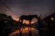 LOUISVILLE, KY - APRIL 30: A horse gets a bath as the sun rises at Churchill Downs on April 30, 2017 in Louisville, Kentucky. (Photo by Alex Evers/Eclipse Sportswire/Getty Images)