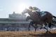 ARCADIA, CA - NOVEMBER 05: Classic Empire #5, ridden by Julien Leparoux, wins the Sentient Jet Breeders' Cup Juvenile during day two of the 2016 Breeders' Cup World Championships at Santa Anita Park on November 5, 2016 in Arcadia, California. (Photo by Alex Evers/Eclipse Sportswire/Breeders Cup)