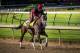 LOUISVILLE, KY - MAY 01: Classic Empire gallops at Churchill Downs on May 01, 2017 in Louisville, Kentucky. (Photo by Alex Evers/Eclipse Sportswire/Getty Images)