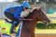 LOUISVILLE, KENTUCKY - MAY 02: Thunder Snow, owned by Godolphin and trained by Saeed bin Suroor, exercises in preparation for the Kentucky Derby at Churchill Downs on May 2, 2017 in Louisville, Kentucky. (Photo by Jesse Caris/Eclipse Sportswire/Getty Images)