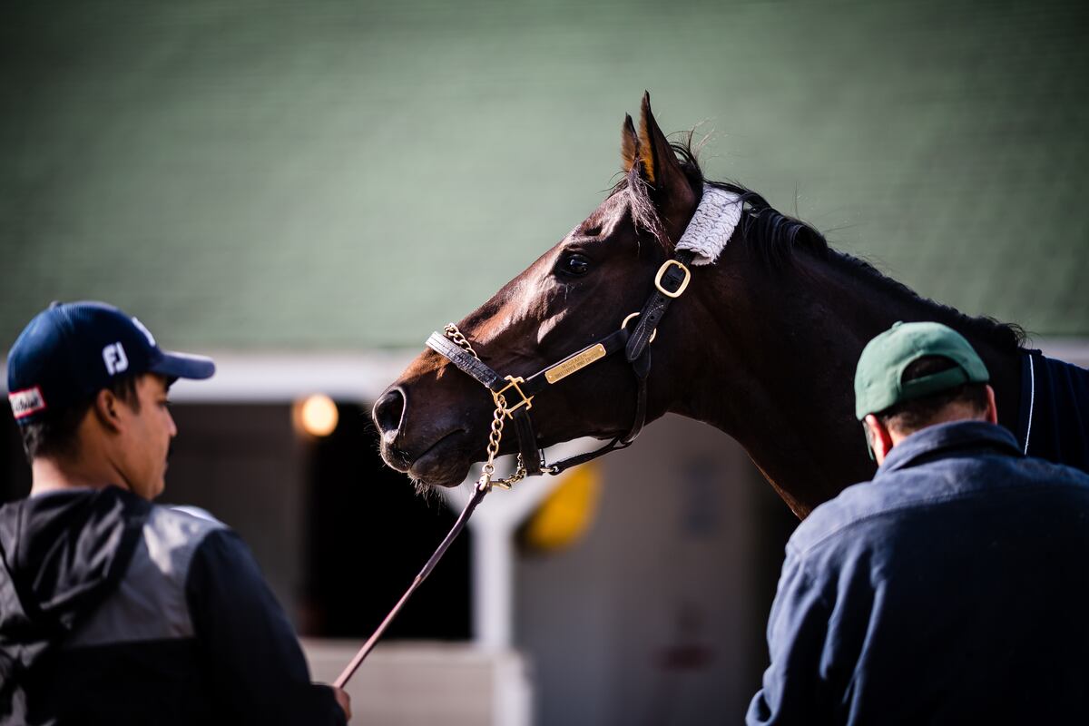 Kentucky Derby 2017 Odds Picks, DarkHorse Contenders and More News