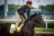 LOUISVILLE, KY - MAY 03: Mccraken gallops in preparation for the Kentucky Derby at Churchill Downs on May 03, 2017 in Louisville, Kentucky. (Photo by Alex Evers/Eclipse Sportswire/Getty Images)