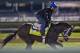 LOUISVILLE, KENTUCKY - MAY 03: Always Dreaming, owned by Brooklyn Boyz Stables and trained by Todd Pletcher, exercises in preparation for the Kentucky Derby at Churchill Downs on May 3, 2017 in Louisville, Kentucky. (Photo by Scott Serio/Eclipse Sportswire/Getty Images)