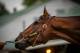 LOUISVILLE, KY - MAY 04: Patch gets a bath at Churchill Downs ahead of the 143rd Kentucky Derby on May 4, 2017 in Louisville, Kentucky. (Photo by Alex Evers/Eclipse Sportswire/Getty Images)