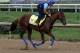 Gunnevera could bring a big return for backers in the Kentucky Derby.