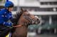 LOUISVILLE, KY - MAY 04: Thunder Snow gallops at Churchill Downs ahead of the 143rd Kentucky Derby on May 4, 2017 in Louisville, Kentucky. (Photo by Alex Evers/Eclipse Sportswire/Getty Images)