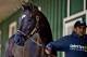 BALTIMORE, MD - MAY 09: Kentucky Derby winner Always Dreaming walks shed row in the Stakes Barn before Preakness preparations at Pimlico Race Course on May 9, 2017 in Baltimore, Maryland.(Photo by Scott Serio/Eclipse Sportswire/Getty Images)