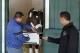 Always Dreaming gets used to his surroundings at Pimlico Race Course in Baltimore.