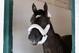 BALTIMORE, MD - MAY 09: Kentucky Derby winner Always Dreaming looks out from his stall after arriving at Pimlico Race Course for the upcoming Preakness Stakes on May 9, 2017 in Baltimore, Maryland. (Photo by Rob Carr/Getty Images)