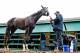 BALTIMORE, MD - MAY 12: Kentucky Derby winner Always Dreaming gets a bath after exercising in preparation for the Preakness Stakes next week at Pimlico Race Course on May 12, 2017 in Baltimore, Maryland.(Photo by Scott Serio/Eclipse Sportswire/Getty Images)