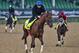 LOUISVILLE, KENTUCKY - MAY 04: Gunnevera exercises during Kentucky Derby and Oaks preparations at Churchill Downs on May 4, 2017 in Louisville, Kentucky. (Photo by Scott Serio/Eclipse Sportswire/Getty Images)