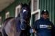 BALTIMORE, MD - MAY 09: Kentucky Derby winner Always Dreaming walks shed row in the Stakes Barn before Preakness preparations at Pimlico Race Course on May 9, 2017 in Baltimore, Maryland.(Photo by Scott Serio/Eclipse Sportswire/Getty Images)