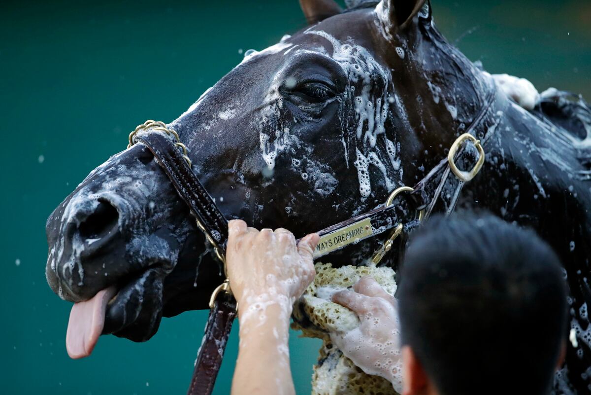 Preakness 2017 entries contenders odds and lineup analysis news
