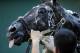 Always Dreaming got lathered up and washed down at a Preakness workout.