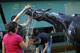 Kentucky Derby winner Always Dreaming is washed after a workout at Pimlico Race Course in Baltimore, Thursday, May 18, 2017. The Preakness Stakes horse race is scheduled to take place May 20. (AP Photo/Patrick Semansky)