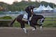 BALTIMORE, MD - MAY 18: Always Dreaming on the track in preparation for the Preakness Stakes at Pimlico Race Course on May 18, 2017 in Baltimore, Maryland. (Photo by Horsephotos/Getty Images)