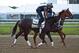 BALTIMORE, MD - MAY 18: Always Dreaming on the track in preparation for the Preakness Stakes at Pimlico Race Course on May 18, 2017 in Baltimore, Maryland. (Photo by Horsephotos/Getty Images)