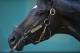 BALTIMORE, MD - MAY 18: Kentucky Derby winner Always Dreaming gets a bath following a jog in preparation for the Preakness Stakes at Pimlico Race Course on May 18, 2017 in Baltimore, Maryland. (Photo by Horsephotos/Getty Images)