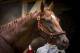 LOUISVILLE, KY - MAY 04: Irish War Cry gets a bath at Churchill Downs ahead of the 143rd Kentucky Derby on May 4, 2017 in Louisville, Kentucky. (Photo by Alex Evers/Eclipse Sportswire/Getty Images)