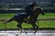 LOUISVILLE, KY - MAY 05: Irish War Cry runs on the track during morning training prior to the 143rd Kentucky Derby at Churchill Downs on May 5, 2017 in Louisville, Kentucky. (Photo by Michael Reaves/Getty Images)