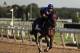 Belmont Stakes hopeful Looking At Lee gallops around the track during a workout, Thursday, June 8, 2017, in Elmont, N.Y. Looking At Lee will be one of 12 horses competing in the 149th running of the Belmont Stakes horse race on Saturday. (AP Photo/Julie Jacobson)