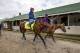 LOUISVILLE, KY - MAY 03: Irish War Cry, owned by Isabelle de Tomaso and trained by H. Graham Motion, walks back to the barn at Churchill Downs on May 03, 2017 in Louisville, Kentucky. (Photo by Alex Evers/Eclipse Sportswire/Getty Images)