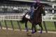 Belmont Stakes hopeful Irish War Cry gallops around the track with assistant trainer Alice Chapman up during a workout, Friday, June 9, 2017, in Elmont, N.Y. Irish War Cry is the favorite to win the 149th running of the Belmont Stakes horse race on Saturday. (AP Photo/Julie Jacobson)