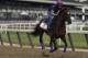 Irish War Cry goes into the Belmont Stakes as the favorite.
