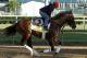 Long shot J Boys Echo should not be counted out at the Belmont Stakes