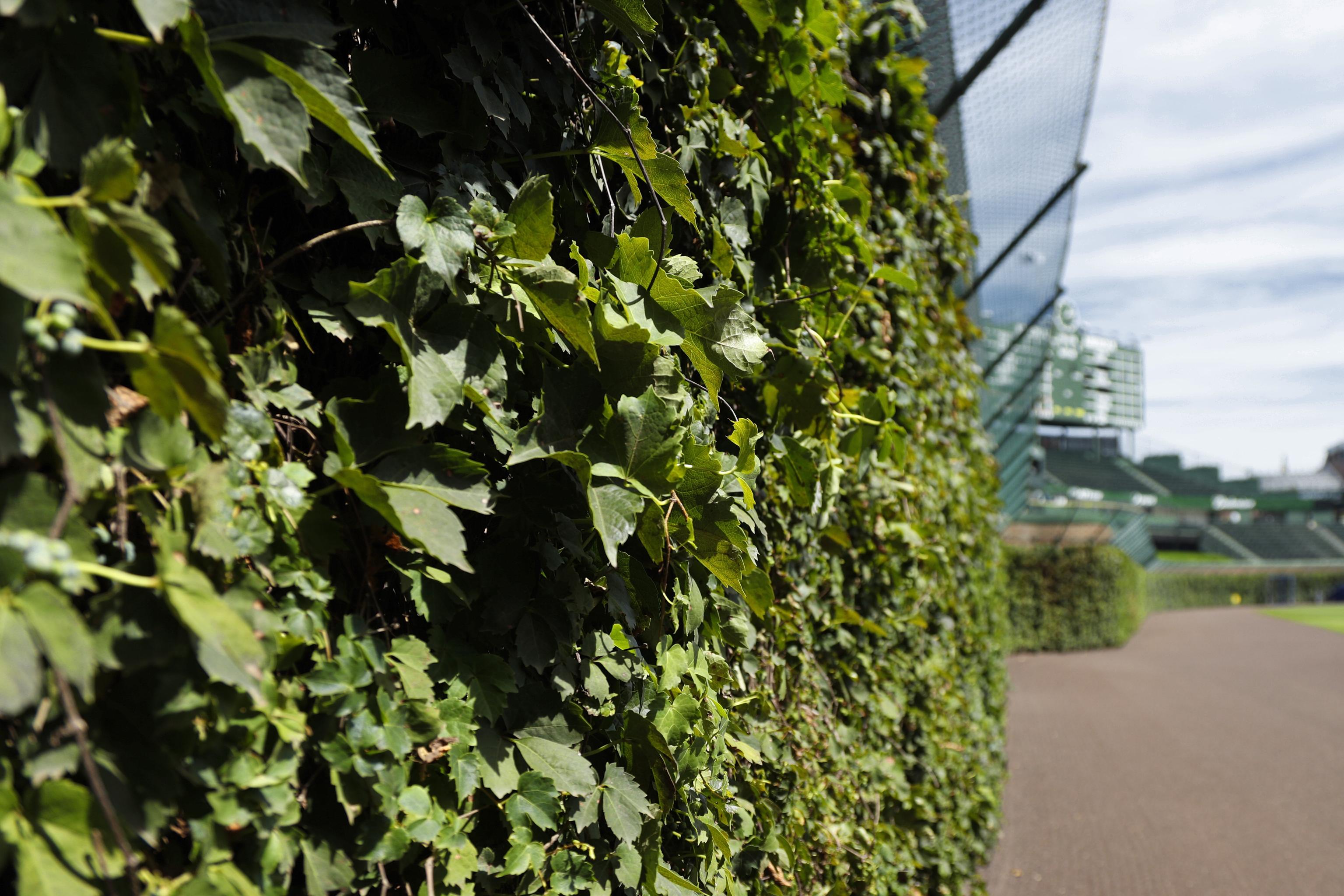 Cubs selling Wrigley Field ivy leaves from 2016 season for $200 a pop