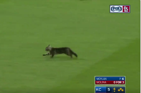 Cardinals Hit Grand Slam After X27 Rally Cat X27 Invades Field